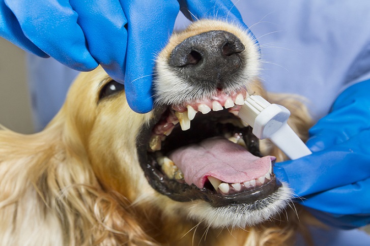 weterynarz czyści psu zęby szczoteczką